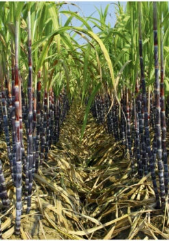 120 Rhums à Découvrir 13 120 Rhums à Découvrir -Kerry Wines Magasin livre 120 rhums a decouvrir 2