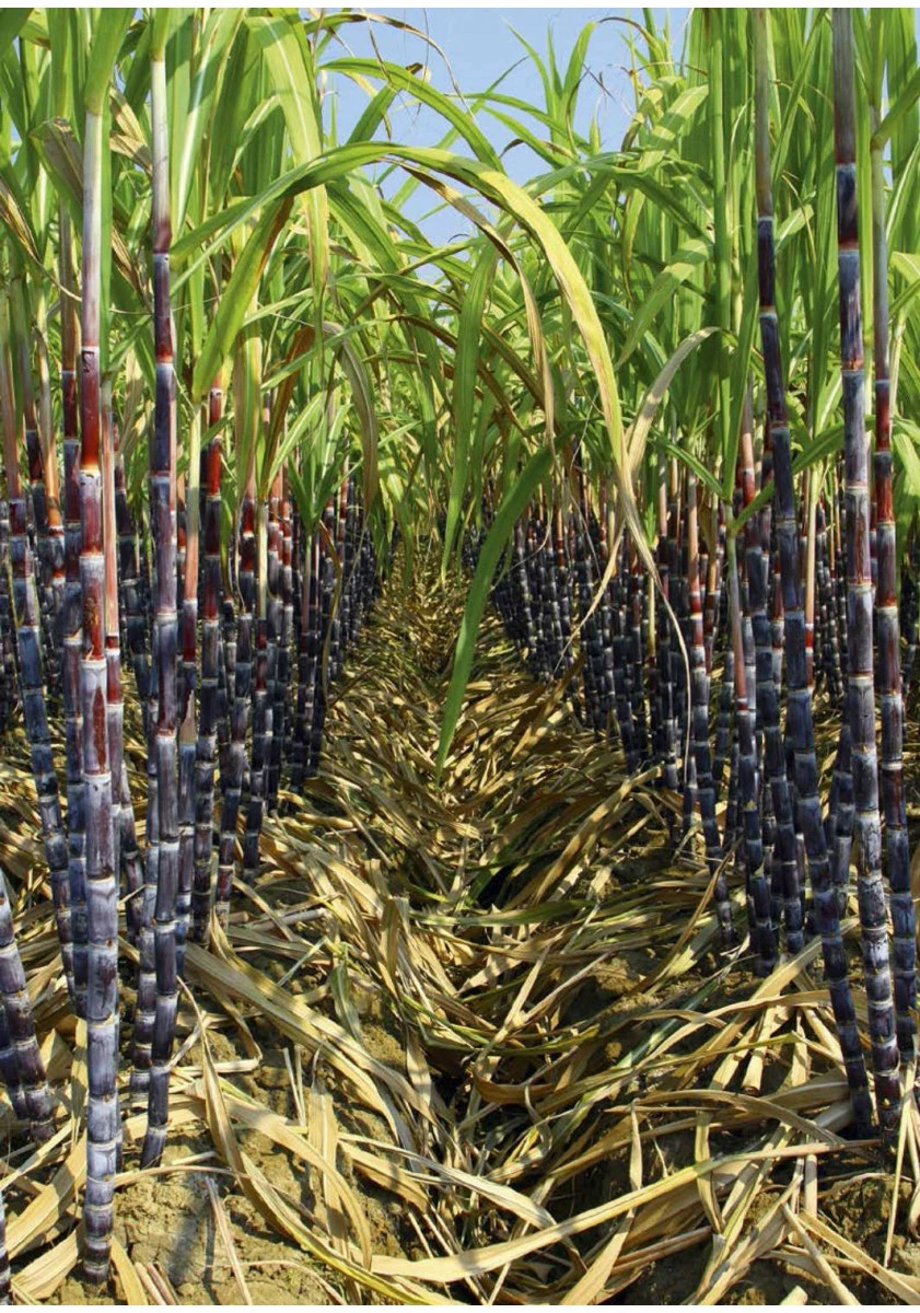 120 Rhums à Découvrir 5 120 Rhums à Découvrir – Image 3